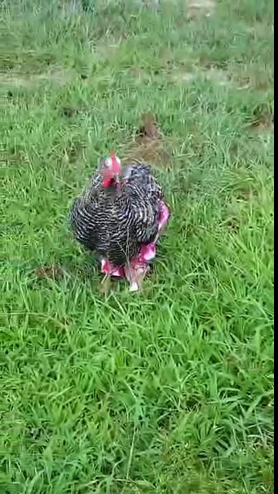 Chicken struts in new pants