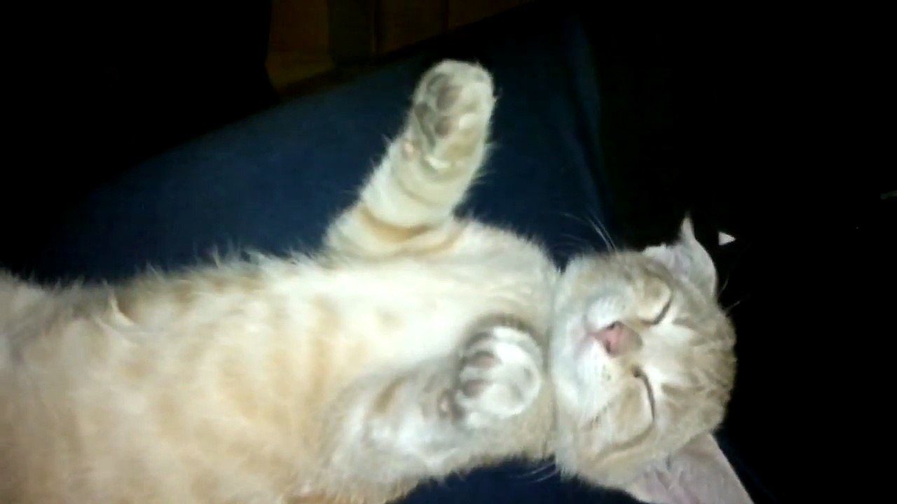 funny cats only in Poland !!!
