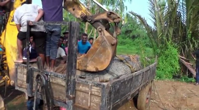 Le plus gros crocodile jamais trouvé !
