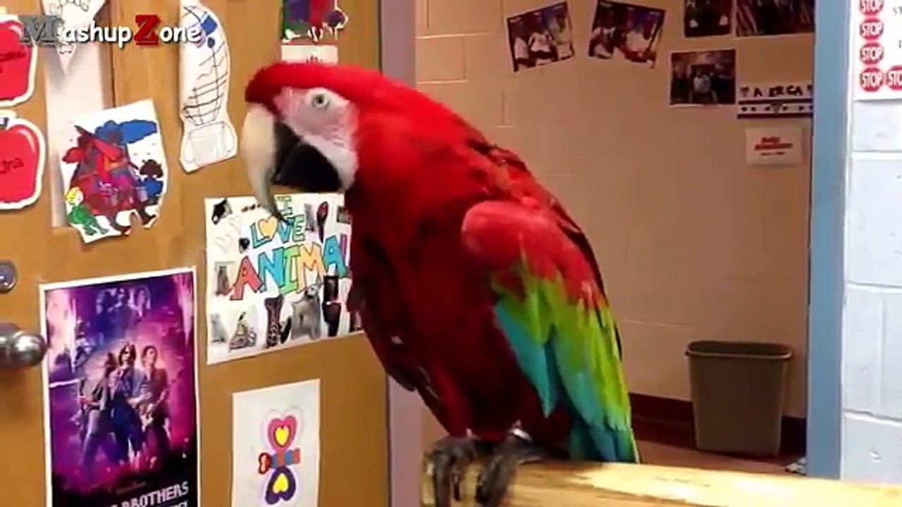 Funny_Parrot_A_Funny_Parrot_Videos_2016