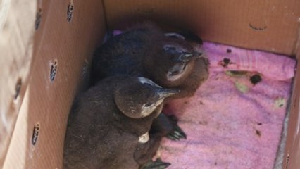 Una segunda oportunidad para los pingüinos africanos abandonados