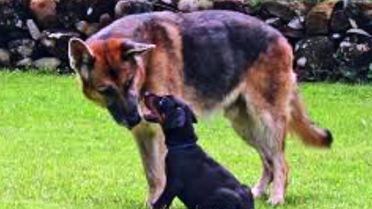 Le Doberman sa fiche par Educ'A'Dog en vendée