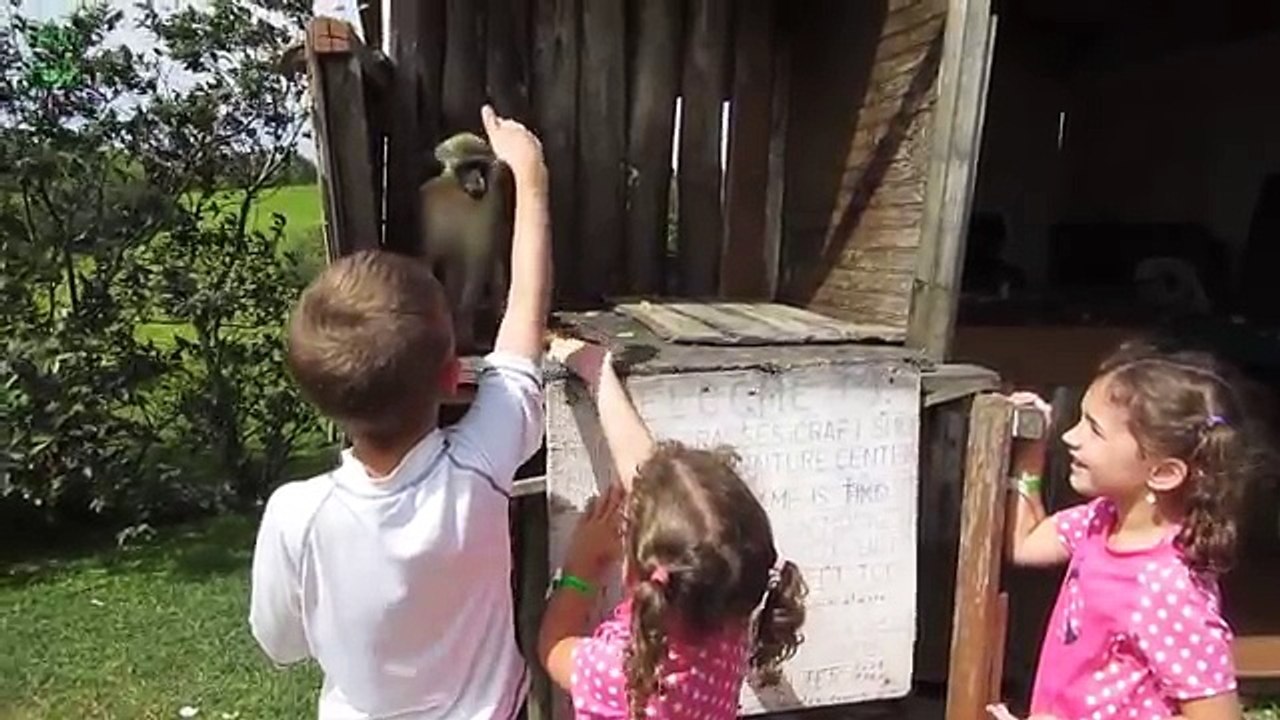 Top_10_Most_Funny_Monkey_Videos_2016