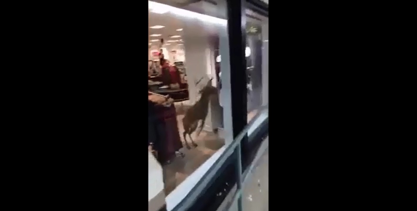 Un cerf explose la vitrine d'une boutique.