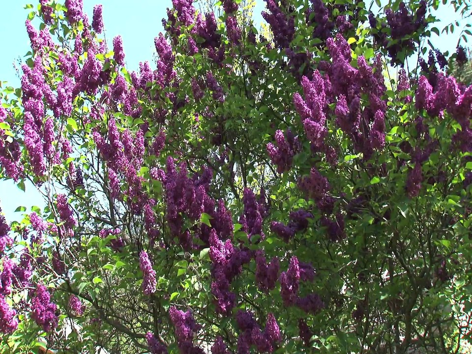Les Féeries nocturnes