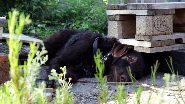 DIY Pool Party Unites Local Vienna Skate Crews