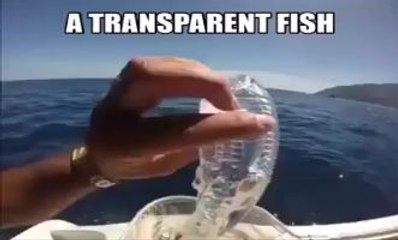 Wow !! A Transparent Fish - Merical Of Allah - Must Watch