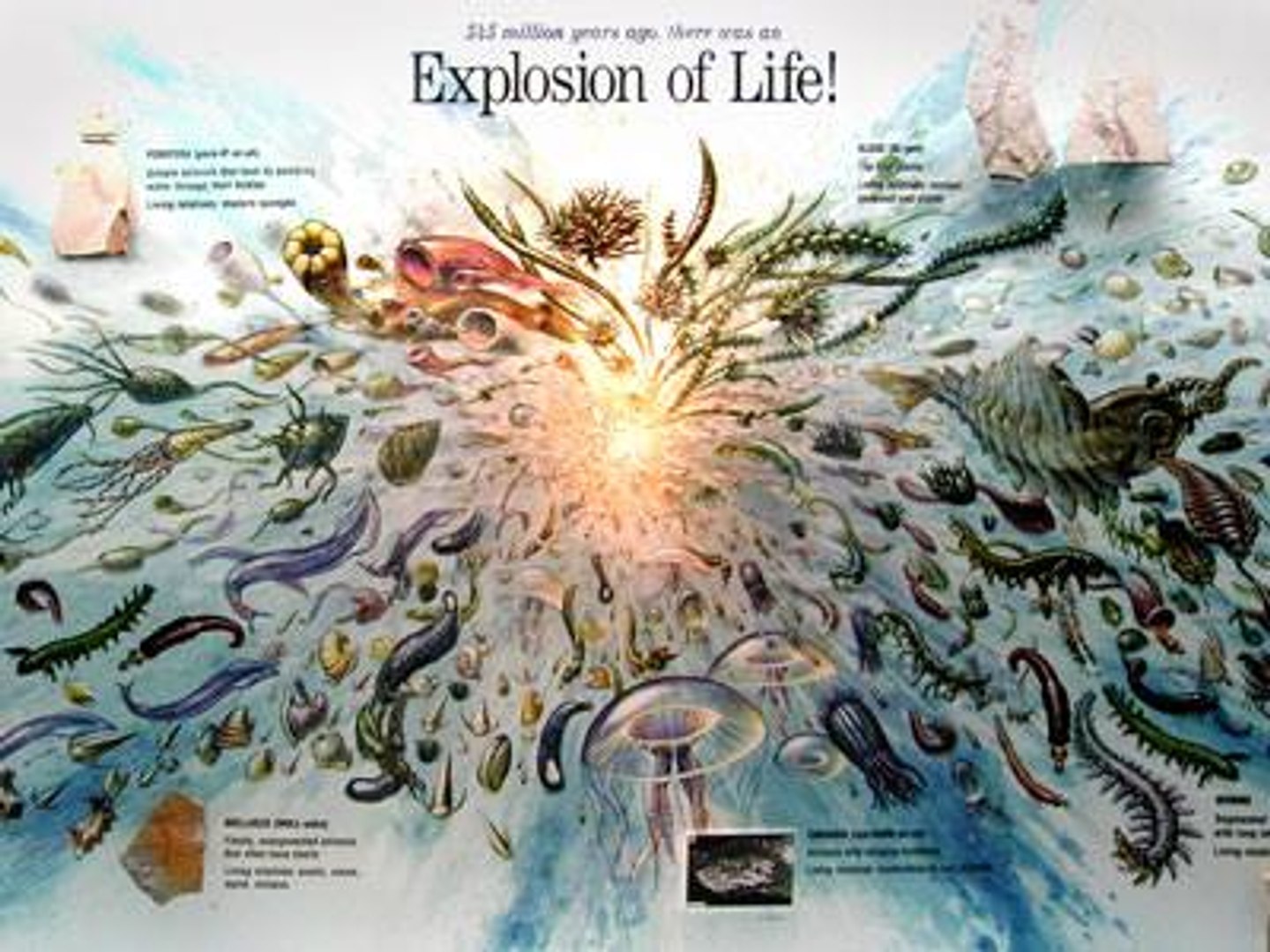 Explosão do Cambriano o BIG BANG da Vida - Prova Contra a Teoria da Evolução
