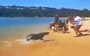 Seal Charges Man Fishing On the Beach