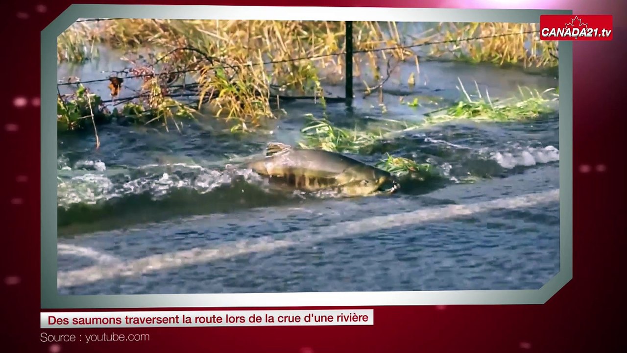 Des saumons traversent la route lors de la crue d'une rivière