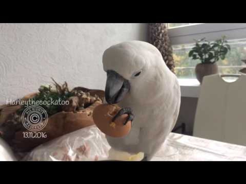 Cockatoo Enjoys Delicious and Nutritious Breakfast