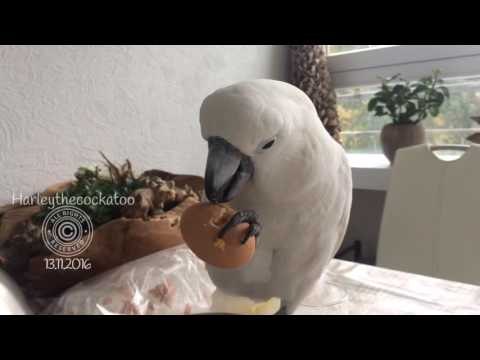 Cockatoo Enjoys Delicious and Nutritious Breakfast