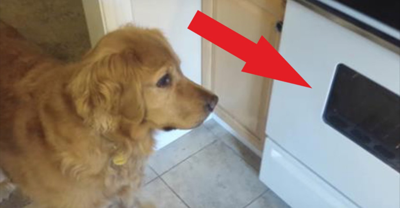 Il cane si rifiuta di mangiare i croccantini. Quello che escogita il padrone per farlo mangiare è geniale