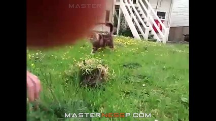 Funny Cats Compilation - funny cats - a funny cat videos compilation 2016 || new hd