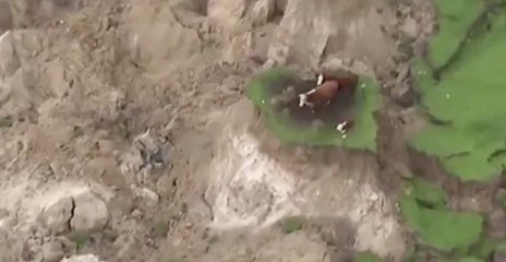 Nouvelle-Zélande: trois vaches survivent miraculeusement au séisme