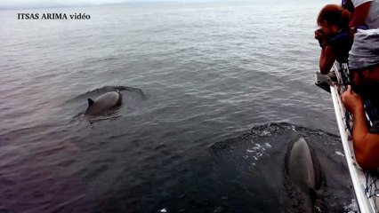 Observation de 5 baleines à bec