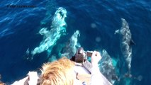 Observation de globicéphales noirs et de grands dauphins lors d'une sortie en mer d'Itsas Arima