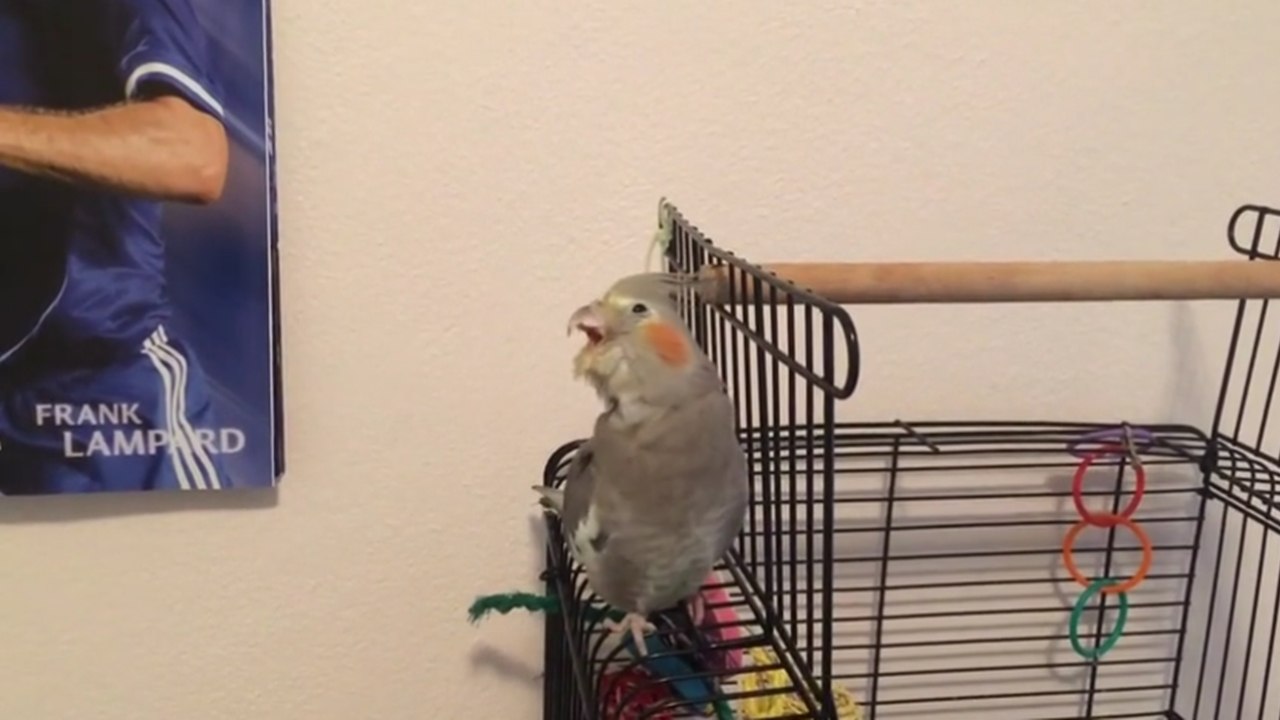 Cockatiel lip-syncing "Dilemma" by Nelly & Kelly