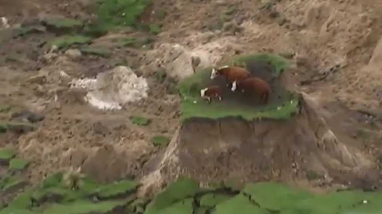 Des vaches coincées sur un îlot d'herbe après le séisme en Nouvelle-Zélande