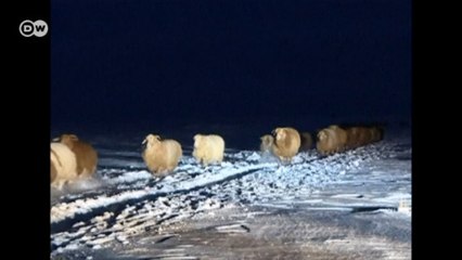 Çoban ve koyunları mahsur kaldı