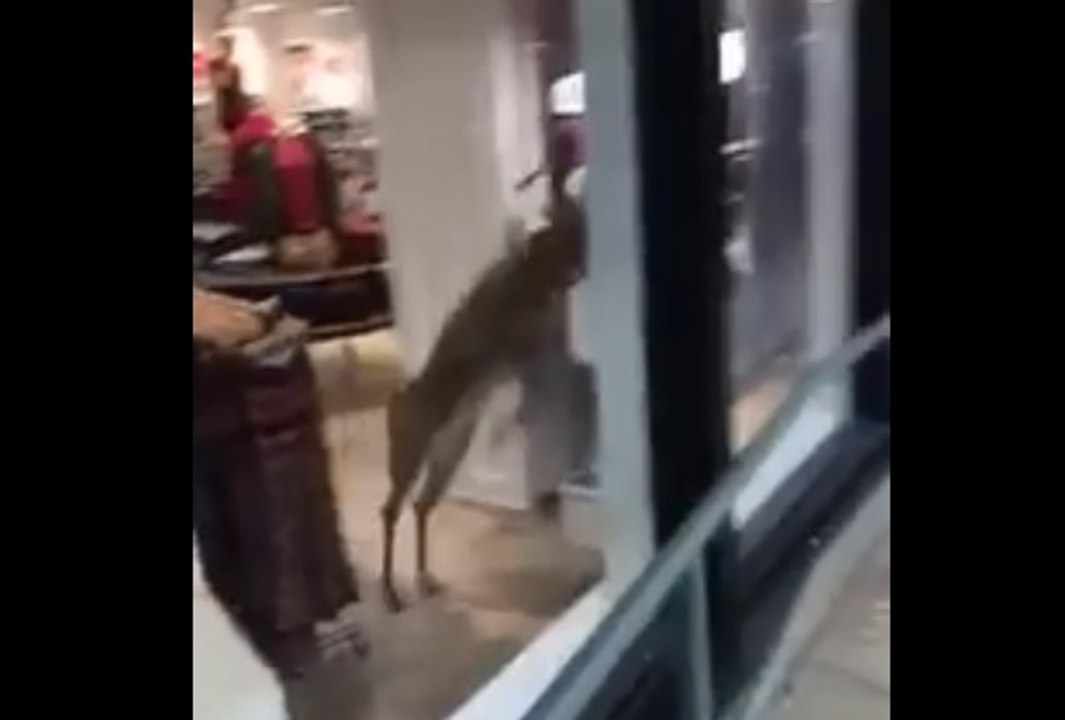 Un cerf sort d'une boutique en explosant la vitrine.