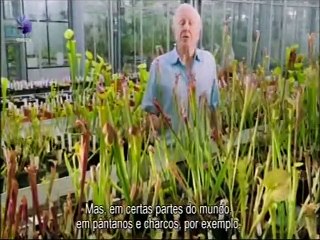 Kingdom of Plants (O Reino das Plantas) - Parte 2