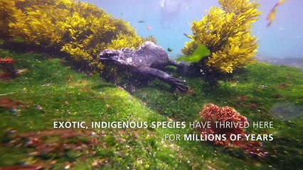 The Galapagos Aggressor III