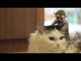 Cat adopts tiny baby squirrel monkey rejected by his mother in Russia