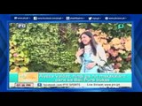 [PTVSports] Alyssa Valdez di parin makakalaro para sa Bali Pure bukas [06|07|16]