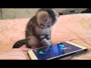 Kitten Trying To Catch Fish On Smart Phone Game - Must Watch