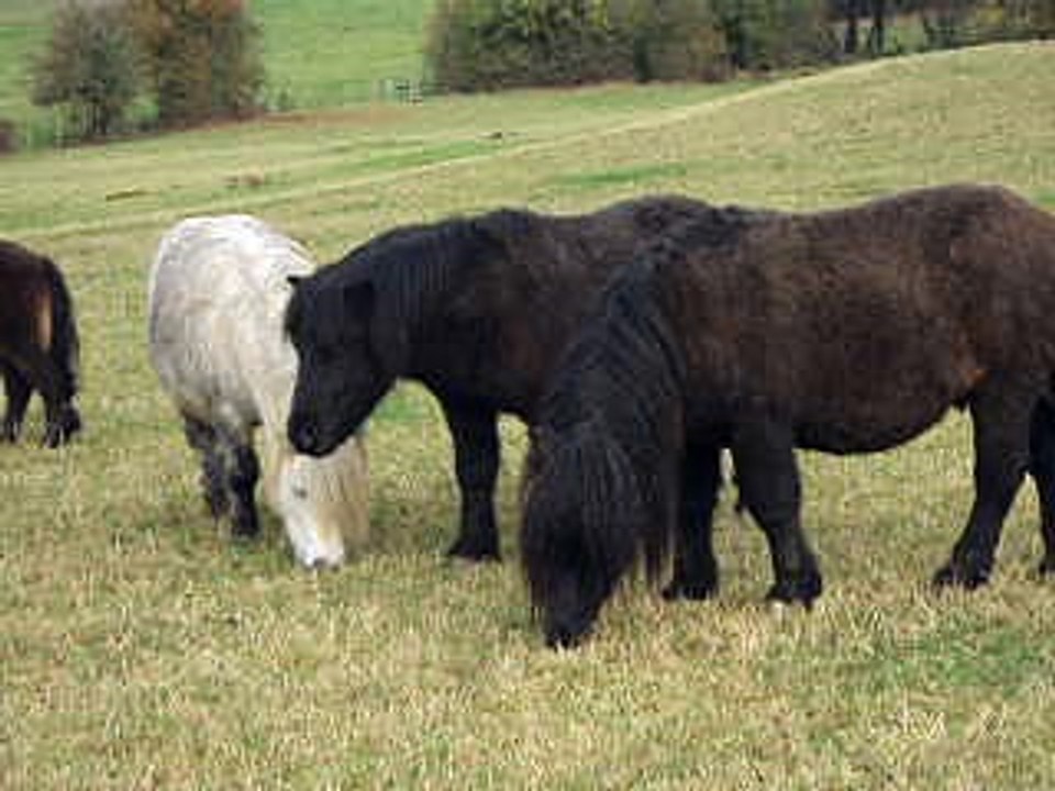 14 étalons ensemble ELEVAGE DE CABUE 5