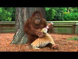 Chimpanzee Bottle Feeds Tiger Cubs At Zoo - Amazing Video - Funny Videos