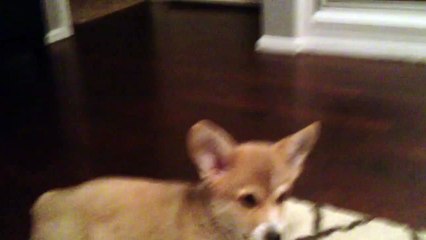 Corgi puppy sees a mirror for the first time