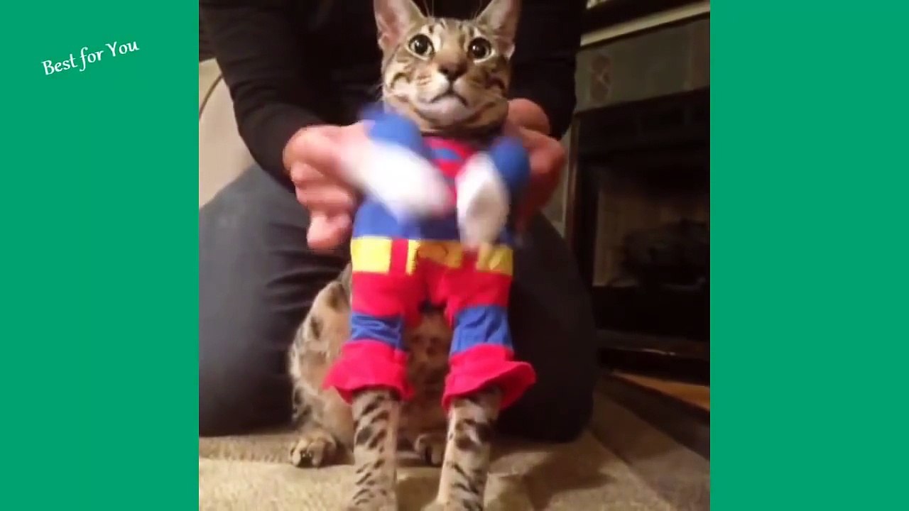 Приколы с котами!!!