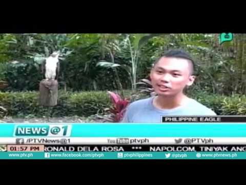 Philippine Eagle na isa nang endangered species, sinusubukang isalba ng PH Eagle Center [07|06|16]