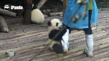Naughty Panda Cub Won't Let Go Of Its Keeper