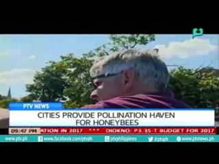 [PTVNews 9pm] Cities provide 'Pollination haven' for honeybees [07|14|16]