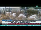 [PTVNews] Offspring ni Dolly the Sheep, tumanda nang malusog ayon sa pag-aaral [07|27|16]