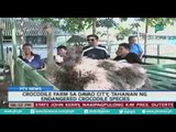 [PTVNews] Crocodile farm sa Davao city, tahanan ng endangered crocodile species [07|27|16]