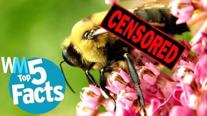 Top 5 Shocking Animal Sex Facts