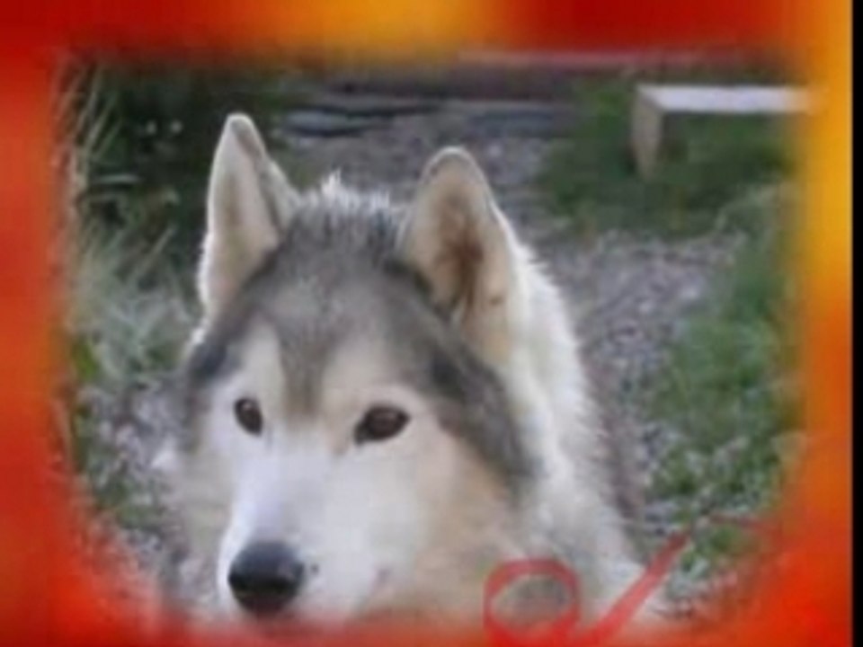 Mes loups My small wolves Good quality