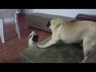 Pair of Pug Pals Prance and Play in Sitting Room
