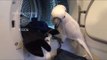 Domesticated Cockatoo Helps With Laundry