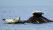 Phoques communs sur le rivage du Saint-Laurent