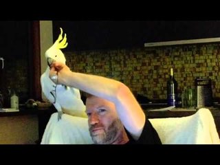 Cockatoo Steals Glasses From Owner's Face