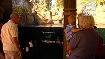 Hippos Love Being Sprayed with Water - Cincinnati Zoo
