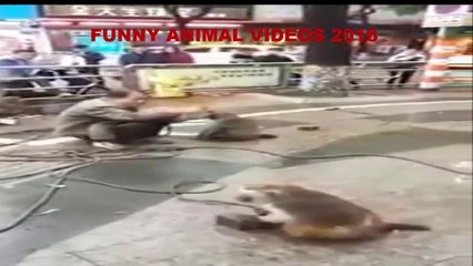 Crazy Monkey Slaps Man Video 2016