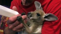 Nourrir un bébé kangourou orphelin au biberon... Trop mignon