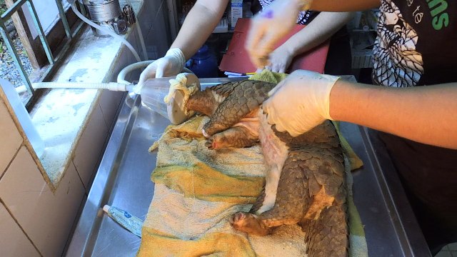 Scaling the odds at Vietnam's pangolin rehab