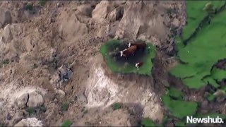 7.5 magnitude New Zealand's South Island North Canterbury earthquake strands cows in landslides